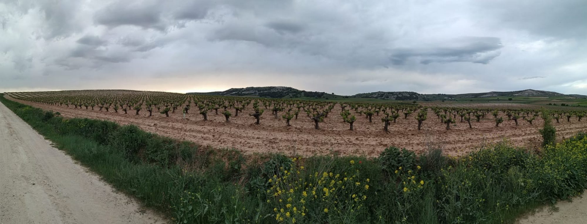 Vino de Pesquera